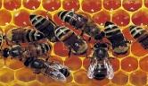Bal arılarının dereceleri mi var?