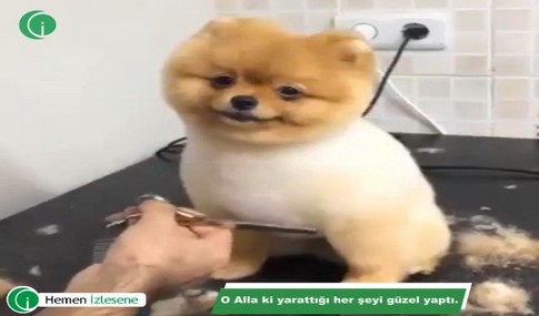 Allah her şeyi en güzel şekilde yaratmıştır.