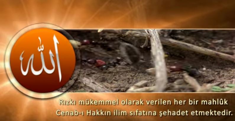 Rızkı mükemmel olarak verilen her canlı el Alim olan Allah'ın varlığına şehadet eder
