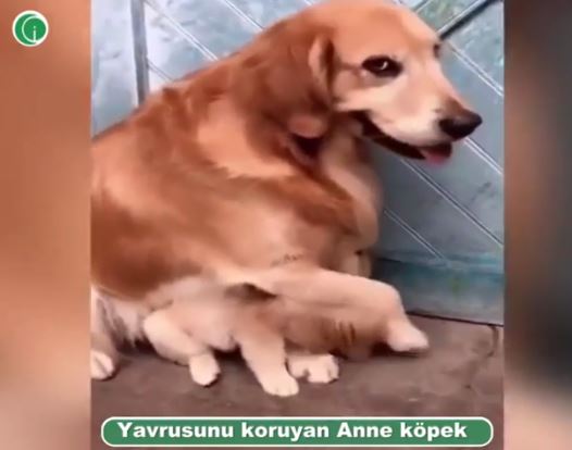 Anne köpek ve yavrusu