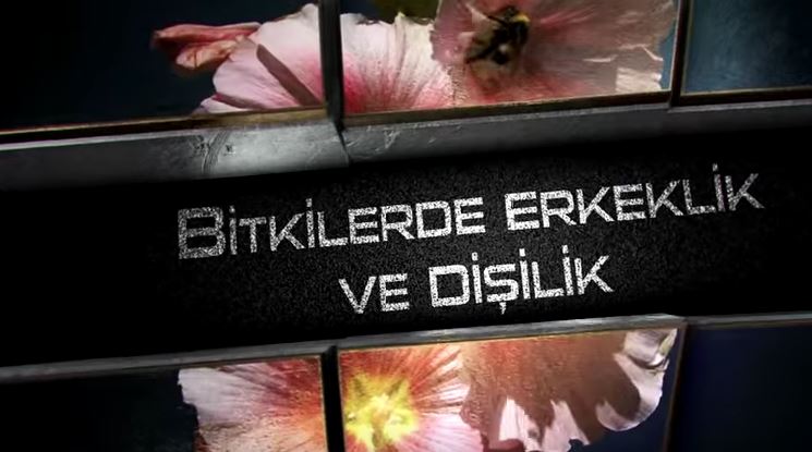 Bitkilerde erkeklik ve dişilik
