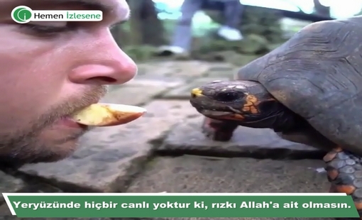 Kaplumbağa elma yiyor...Rızka kefil olan Allahtır.