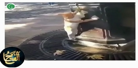 Çeşmeden su içen kedi :)