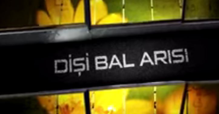 Dişi Bal Arısı